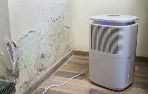 Prevent Mold with Dehumidifier